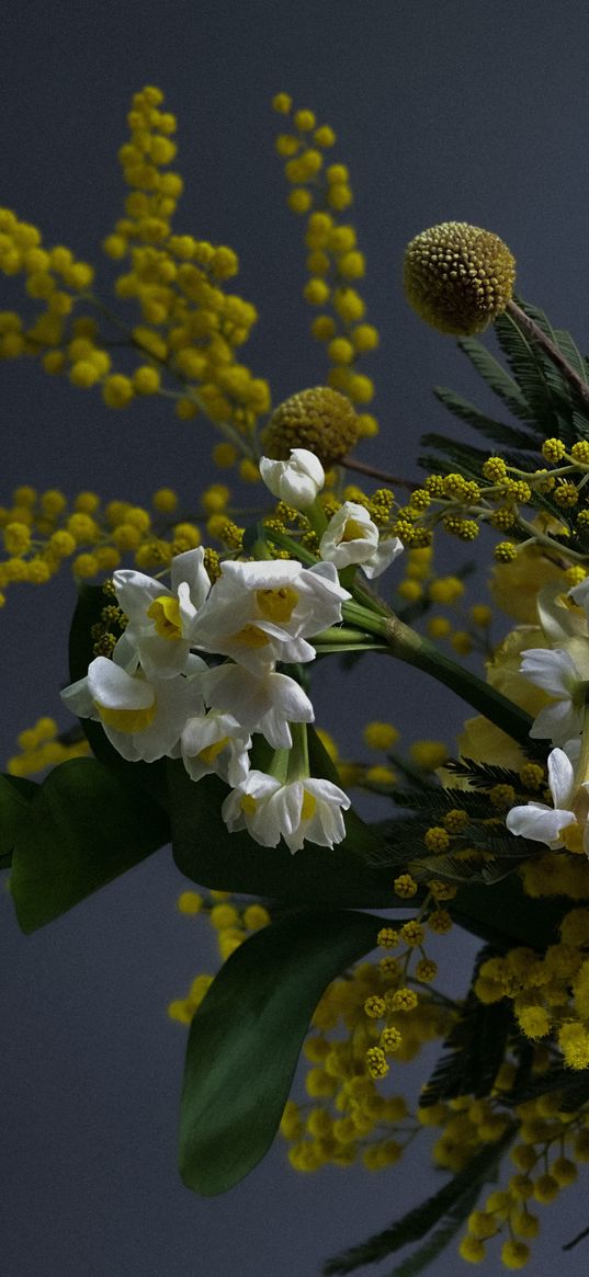 mimosa, daffodils, flowers, bouquet, gray background