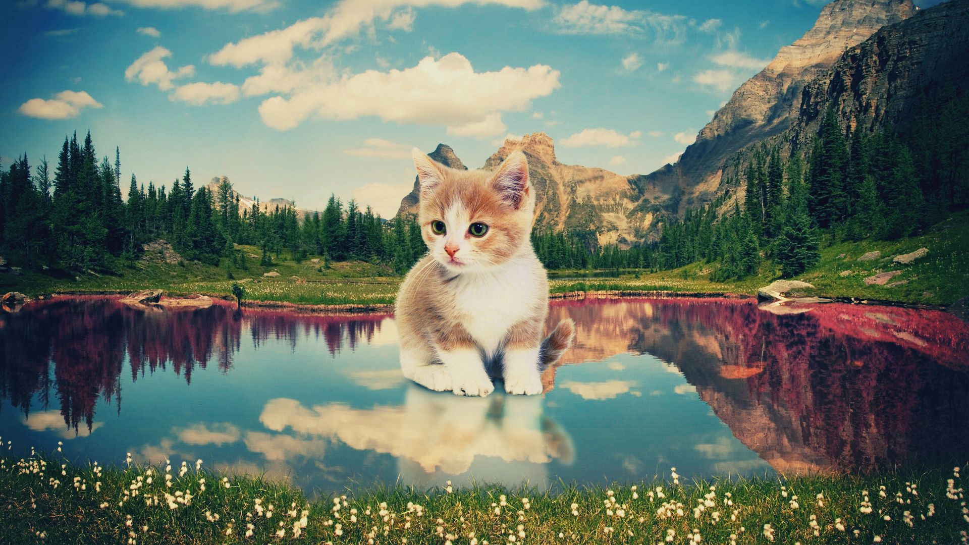 kitten, nature, lake, photoshop