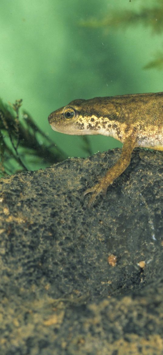 amphibian, stone, water