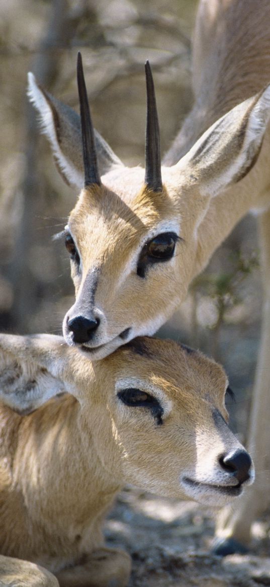 antelope, couple, goats