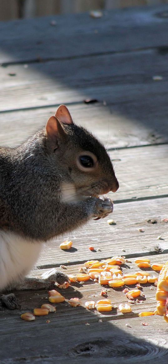 squirrel, corn, food, shade