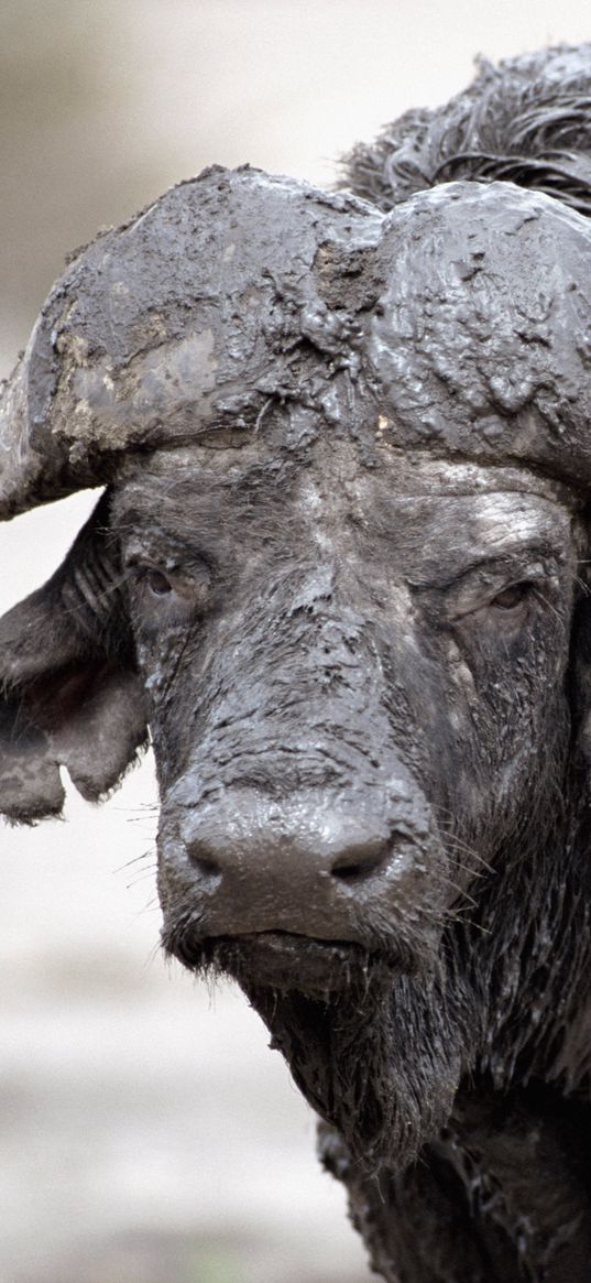 buffalo, mud, cooling