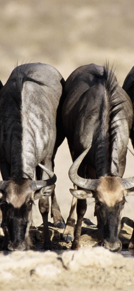 buffaloes, watering, horn