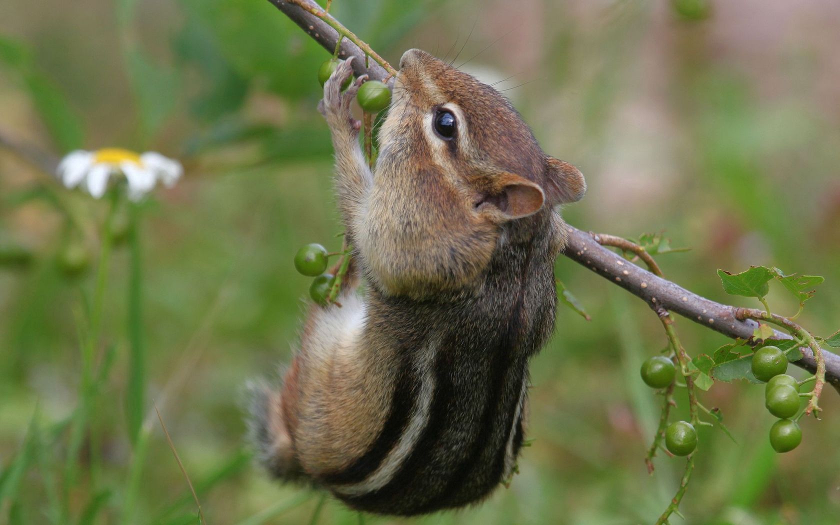 chipmunk, branch, berries