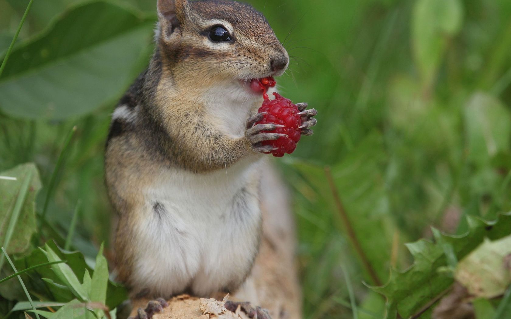 chipmunk, berry, raspberry