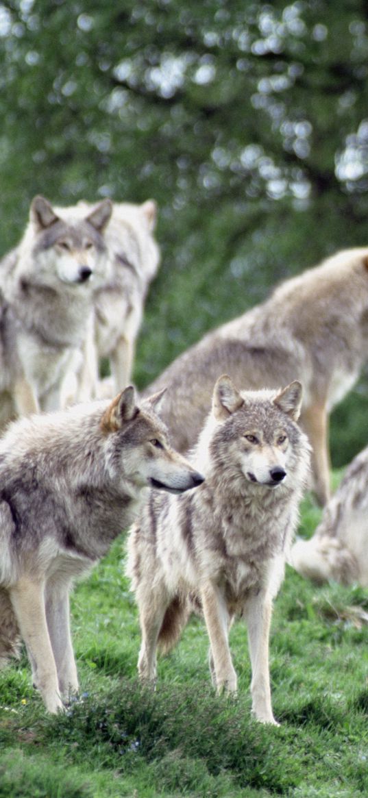 wolves, family, flock