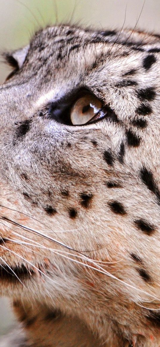 cheetah, muzzle, predator