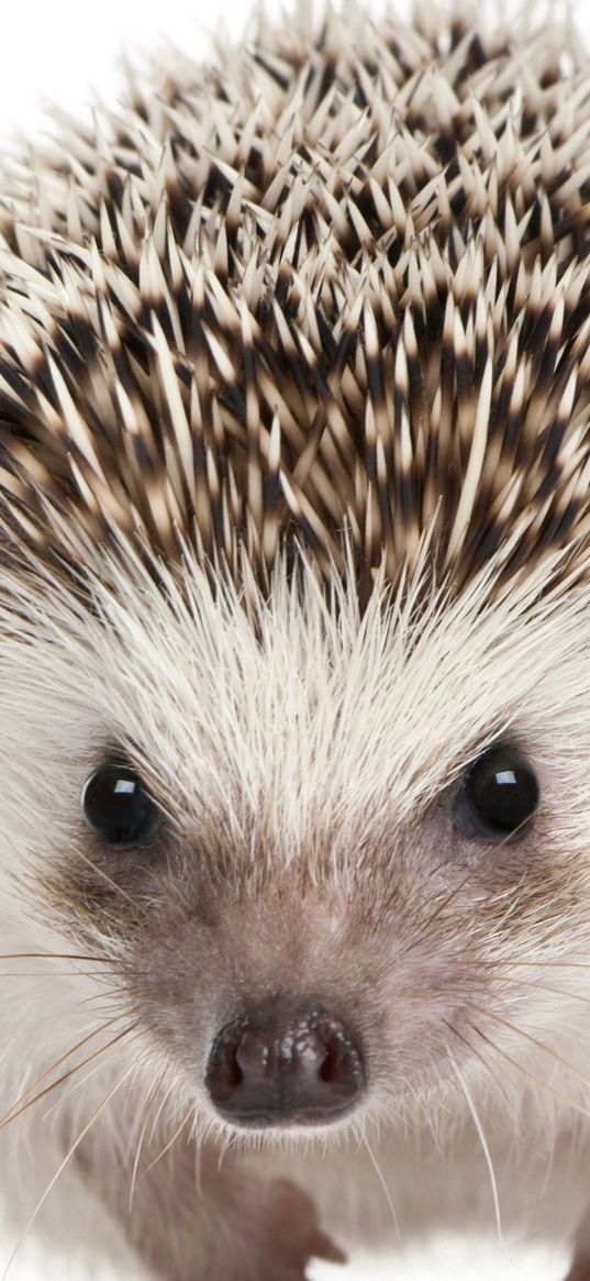 eyes, muzzle, hedgehog, mammal