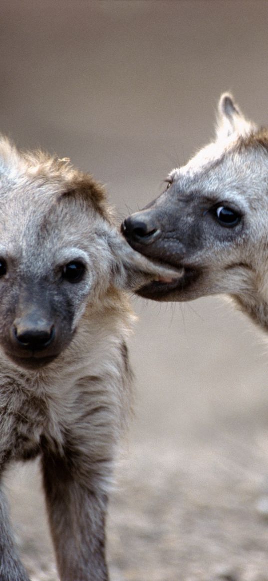 hyenas, couple, predators