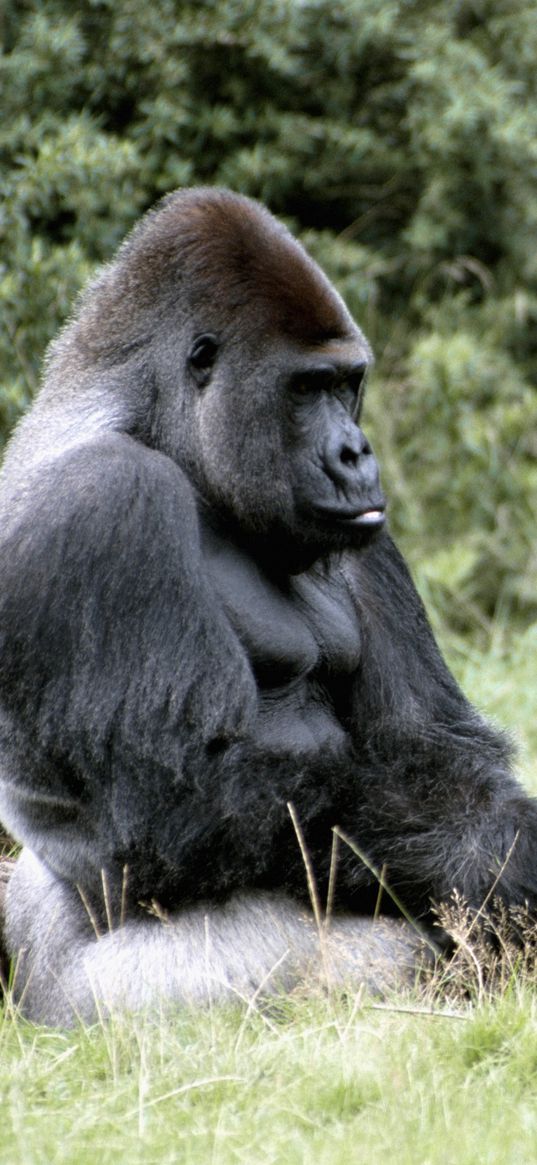 gorilla, africa, grass