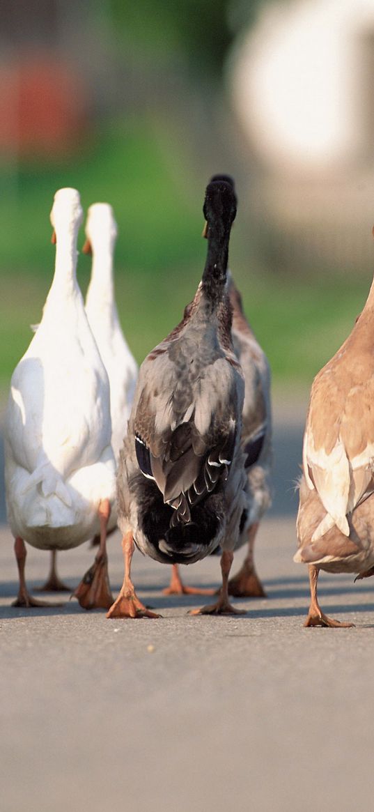 geese, flock, asphalt