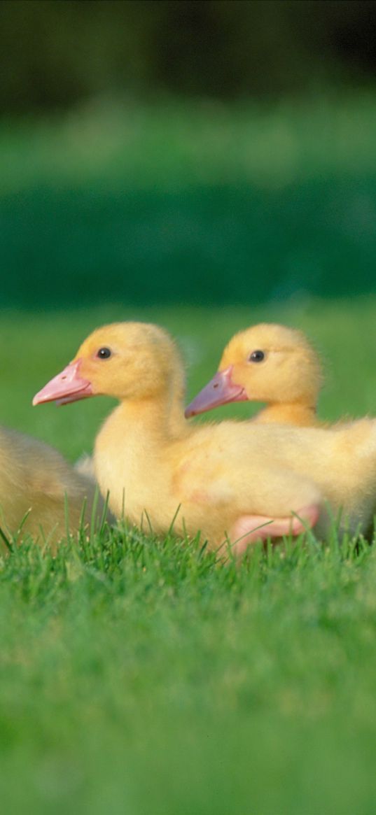 geese, grass, chicks