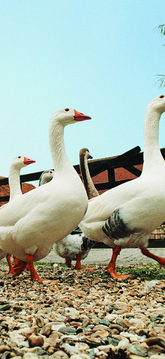 geese, farming, poultry