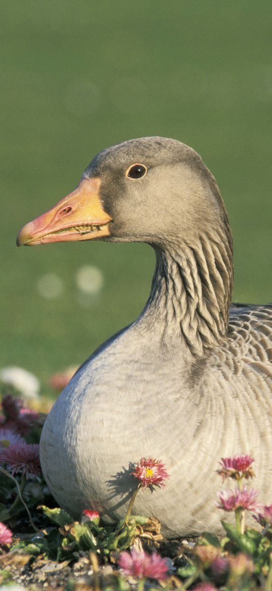 goose, flowers, bird