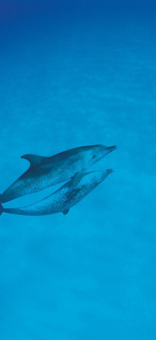 dolphins, love, ocean