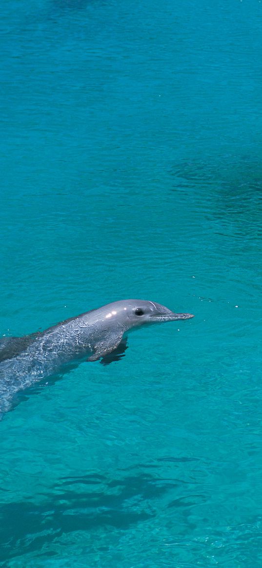 dolphin, shallow water, swim