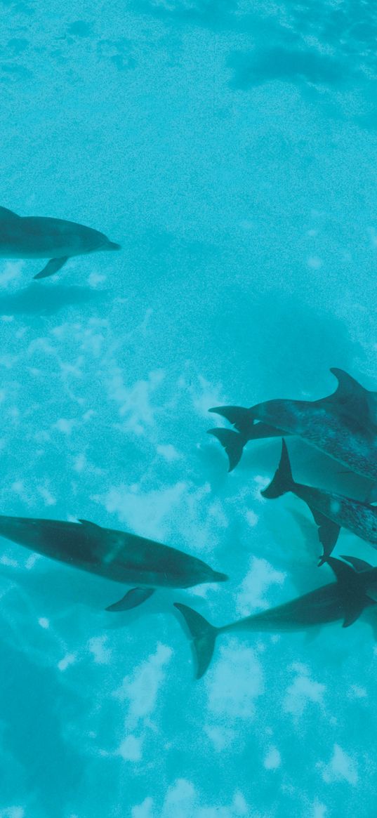 dolphins, flock, shoal