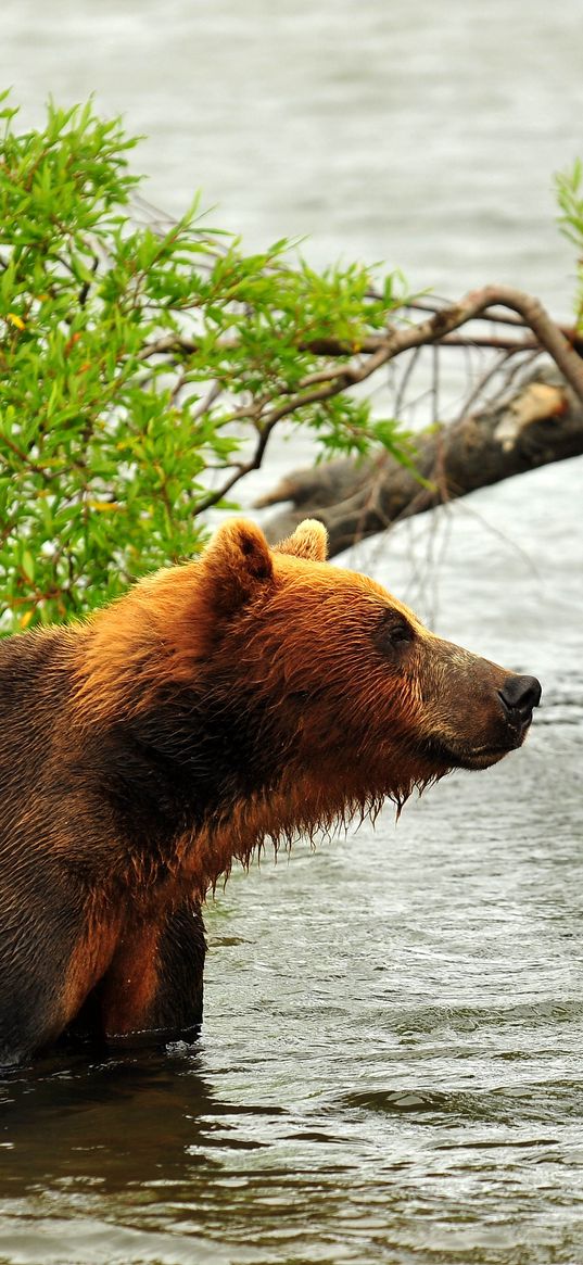 bear, hunting, predator, river