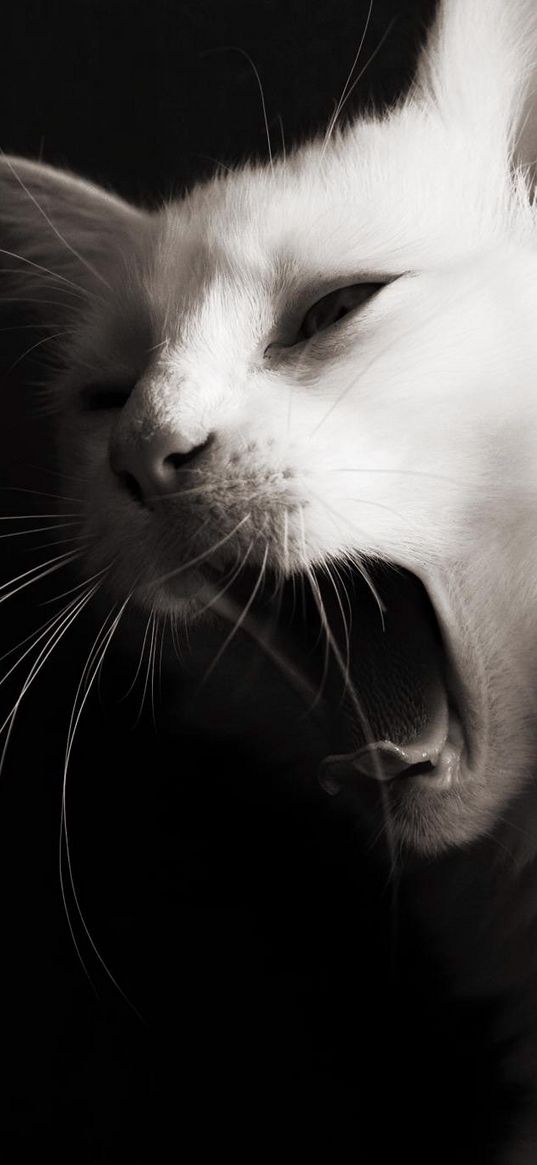 black, white, color, hair, face, jaws, language, whiskers, meow