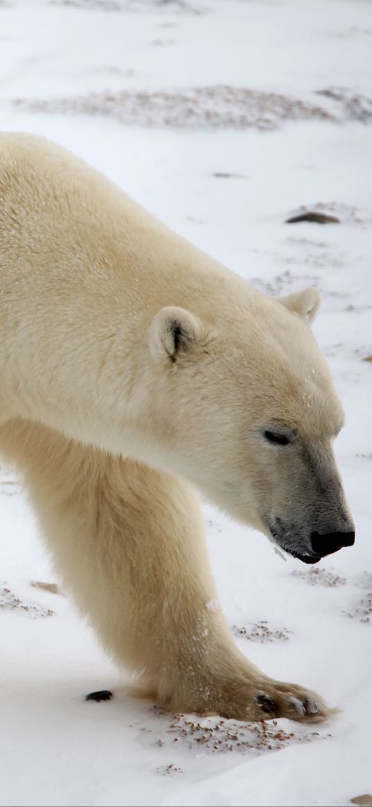 polar bear, snow, winter