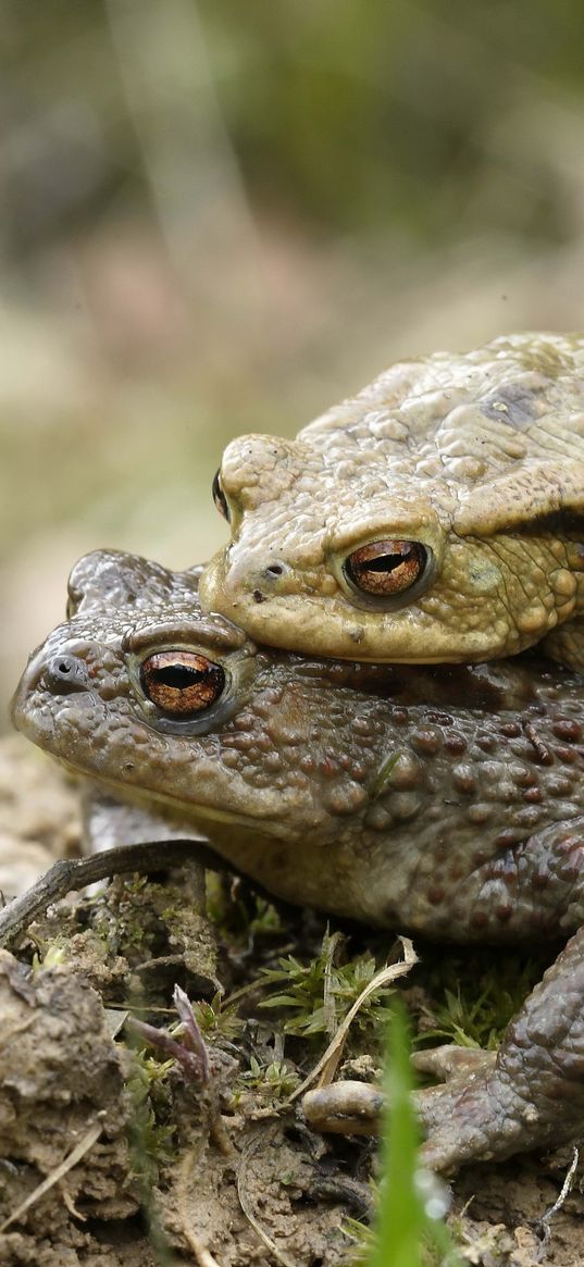 toad, love, couple, grass