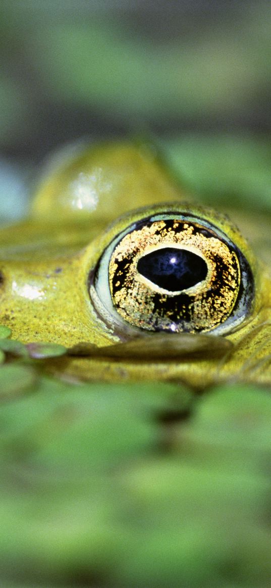 toad, duckweed, water, eyes