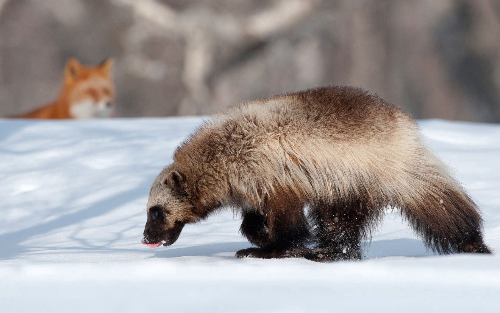 animals, kamchatka, wolverine, fox, winter, snow