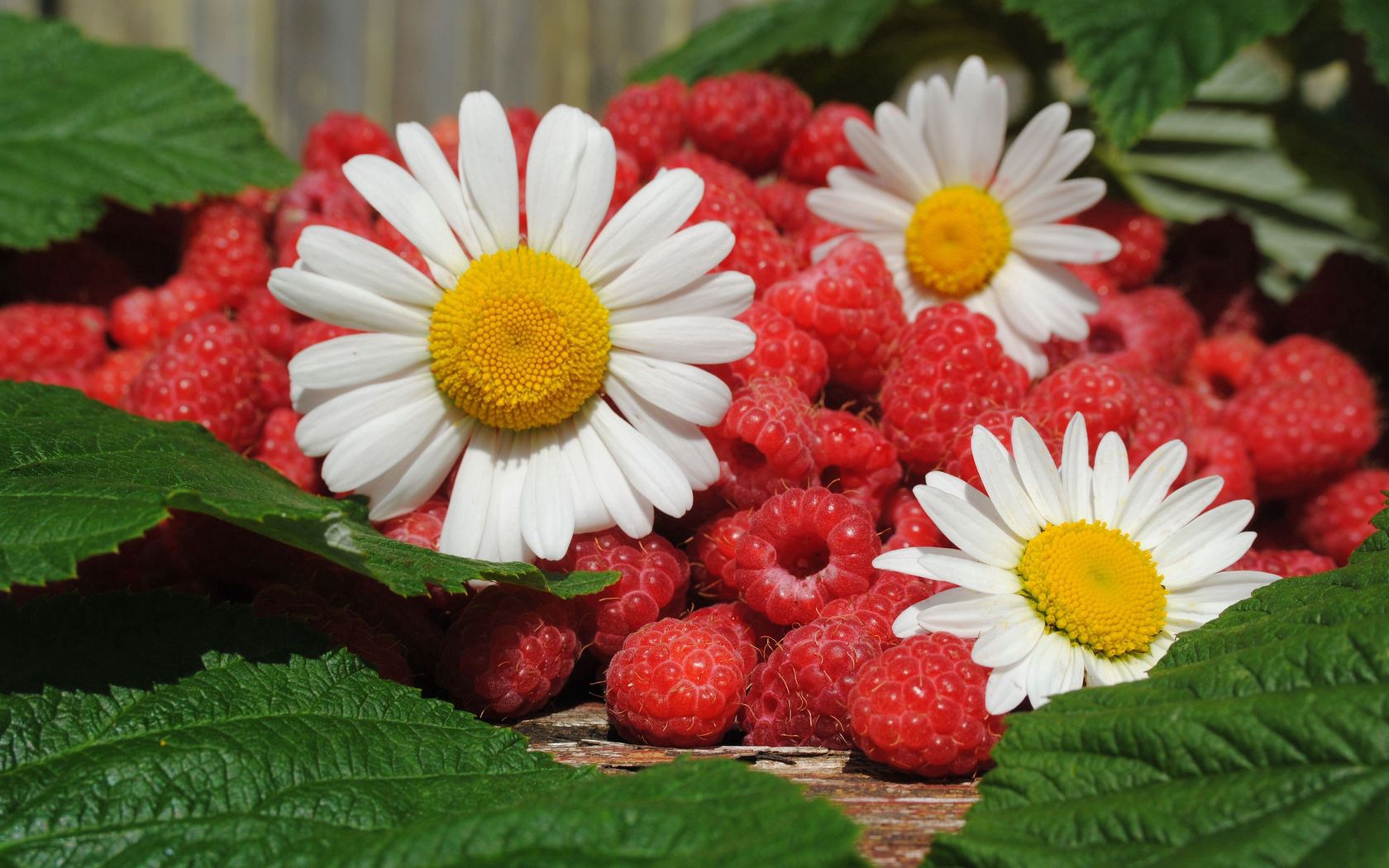 daisies, berries, raspberries, leaves