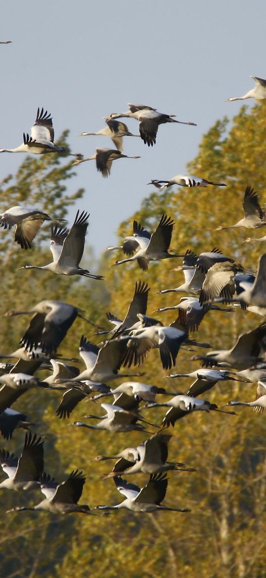 cranes, timber, pack, fall