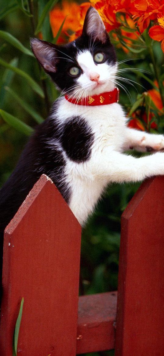 fence, kitten, climbing, spotted