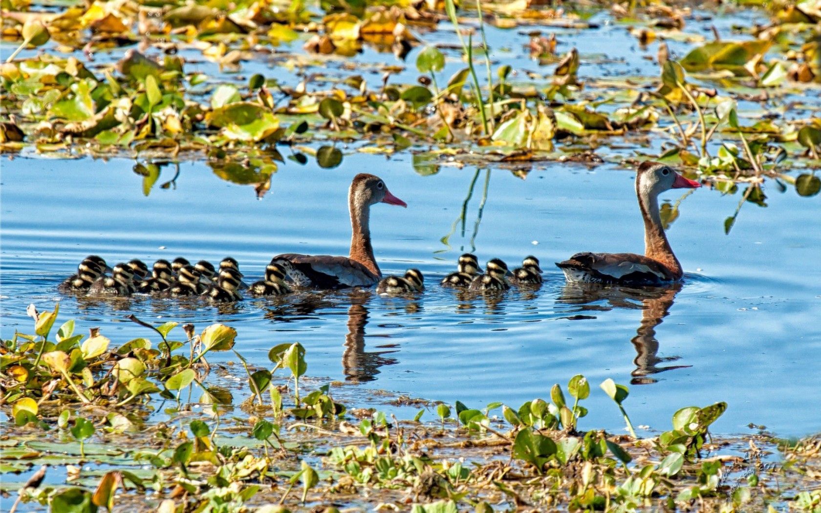 lake, pond, lilies, water lilies, birds, ducks, ducklings, family