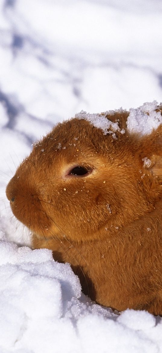 winter, hare, rabbit, snow, berries, red