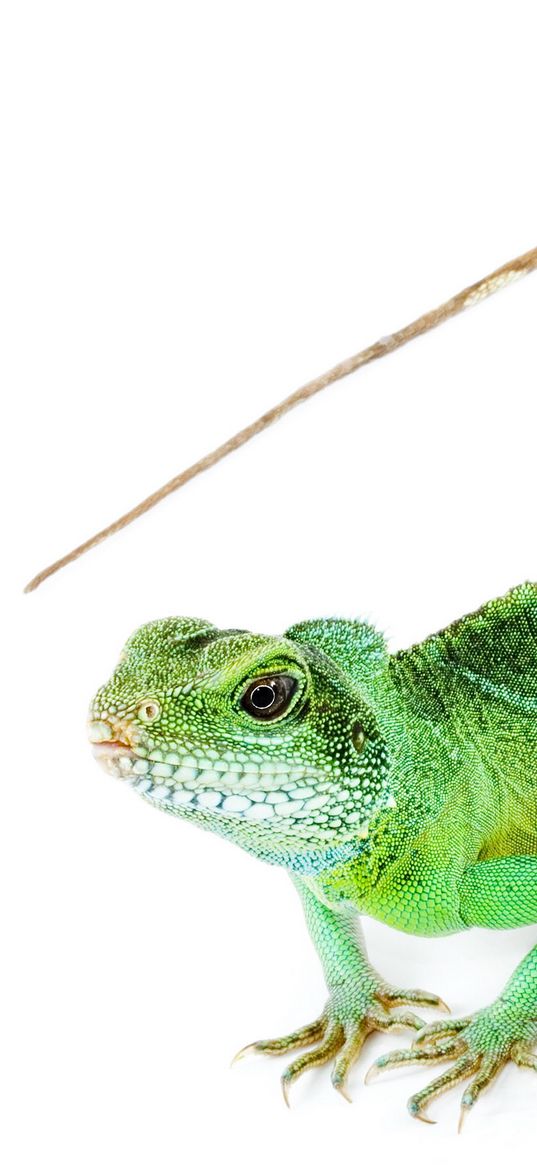 iguana, tail, white background