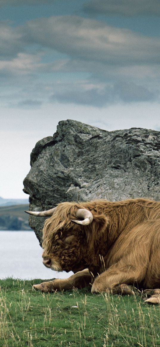 bison, horn, stone, nature