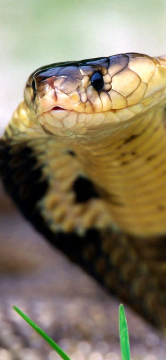 cobra, snake, face, eyes