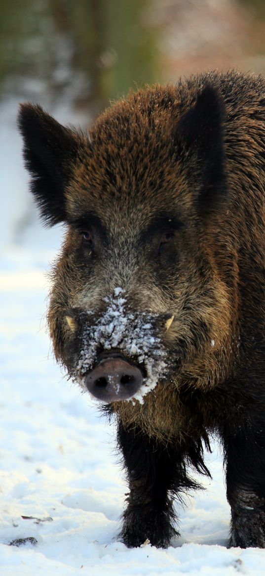 boar, tusks, winter, snow, forest