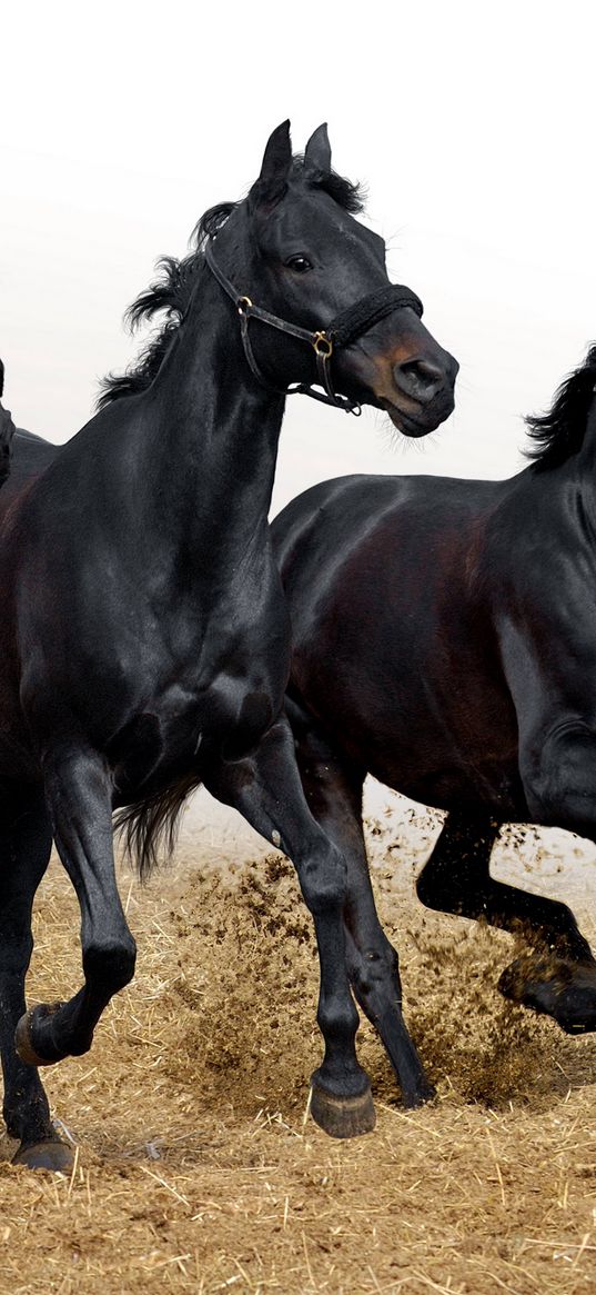 horses, stallions, three, movement