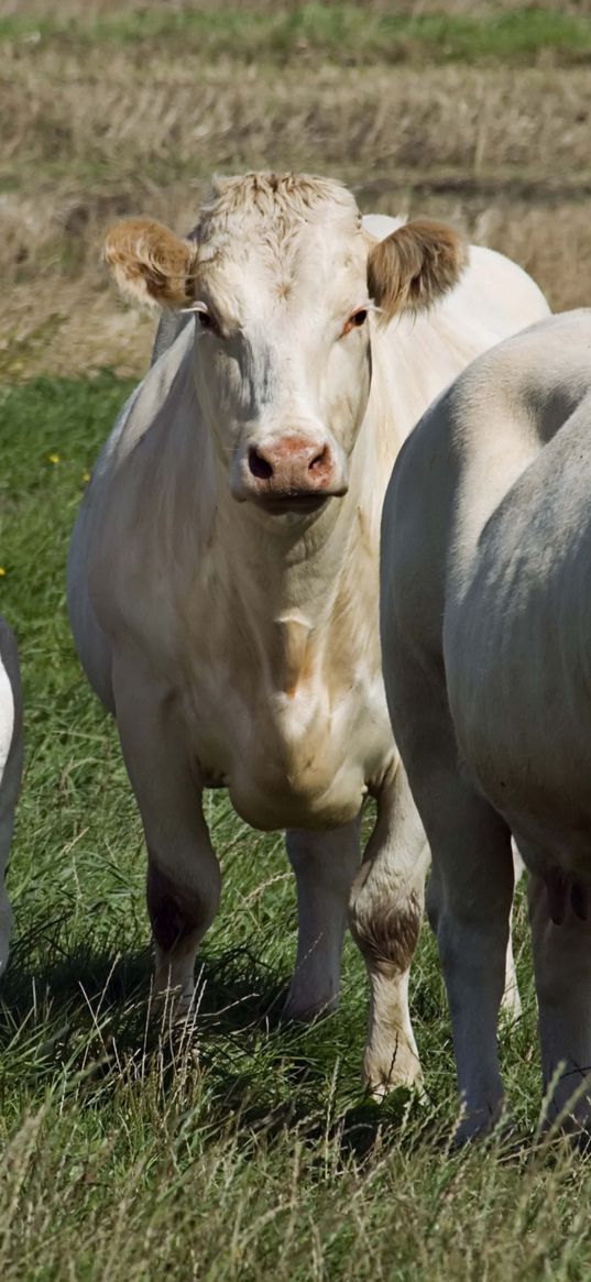 cows, calves, grass, walk