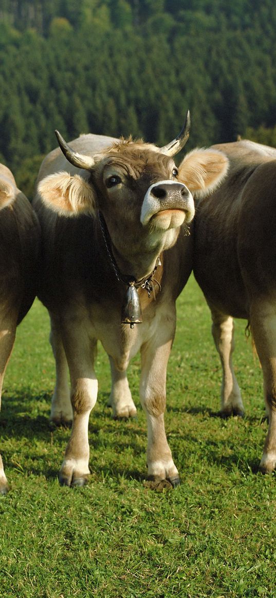 cows, three, bells, lawn