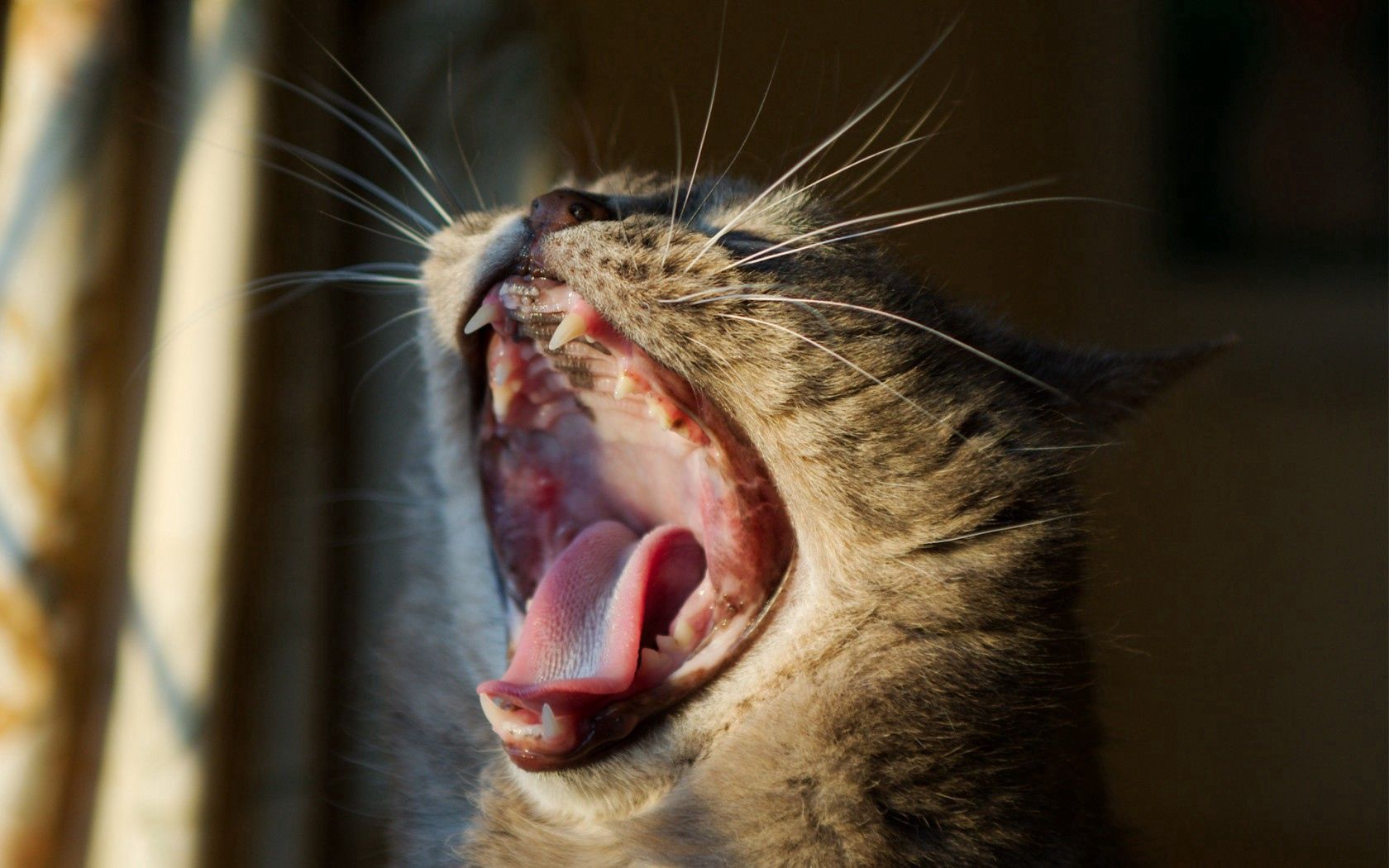 cat, yawning, mouth, mustache, head