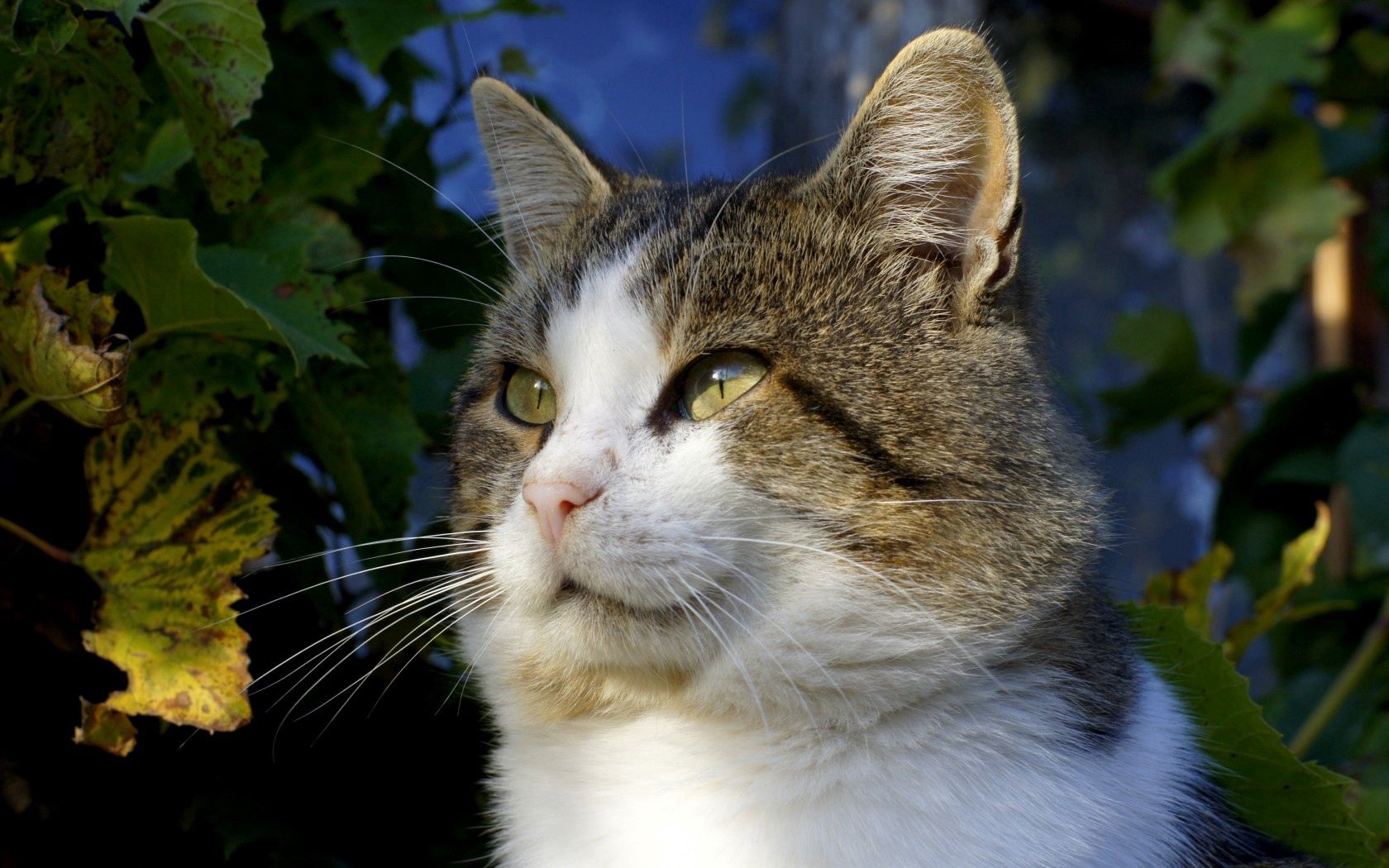 cat, green, leaves, fall, look, eyes, mustache