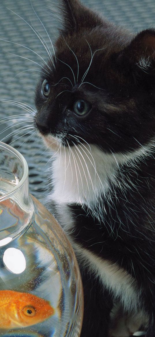 cat, aquarium, fish, black, white