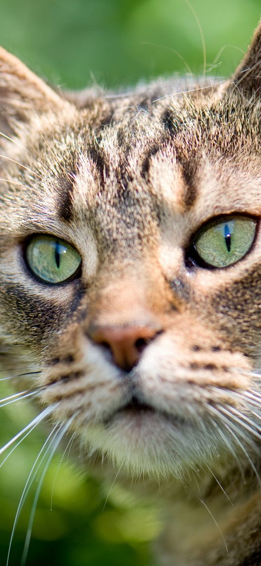 cat, green background, glare