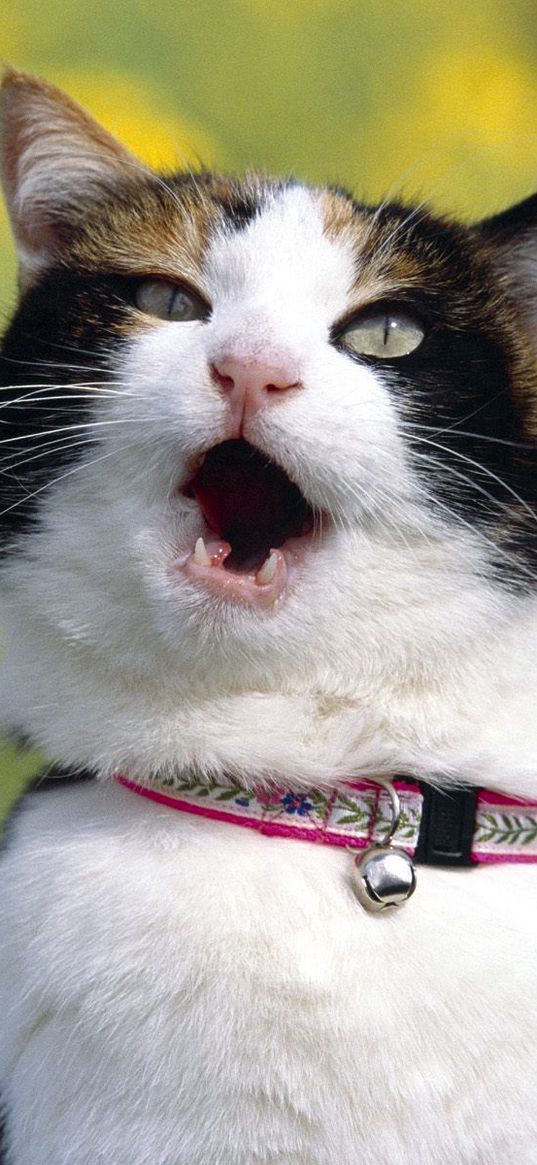 cat, dog collar, screaming, blur