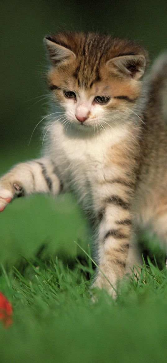 kitten, ball, game, grass