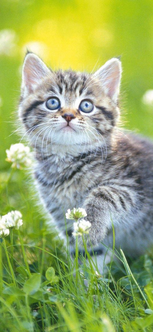 kitten, grass, flowers, striped