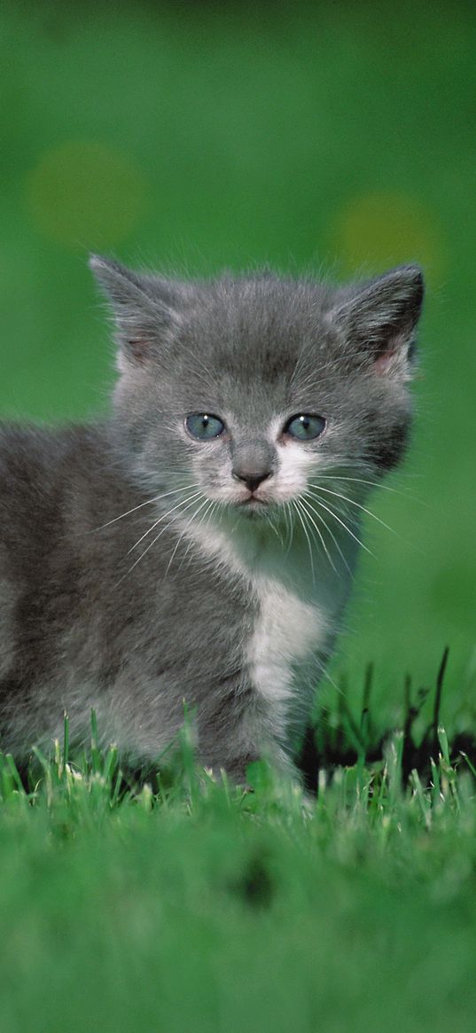 kitten, grass, walk