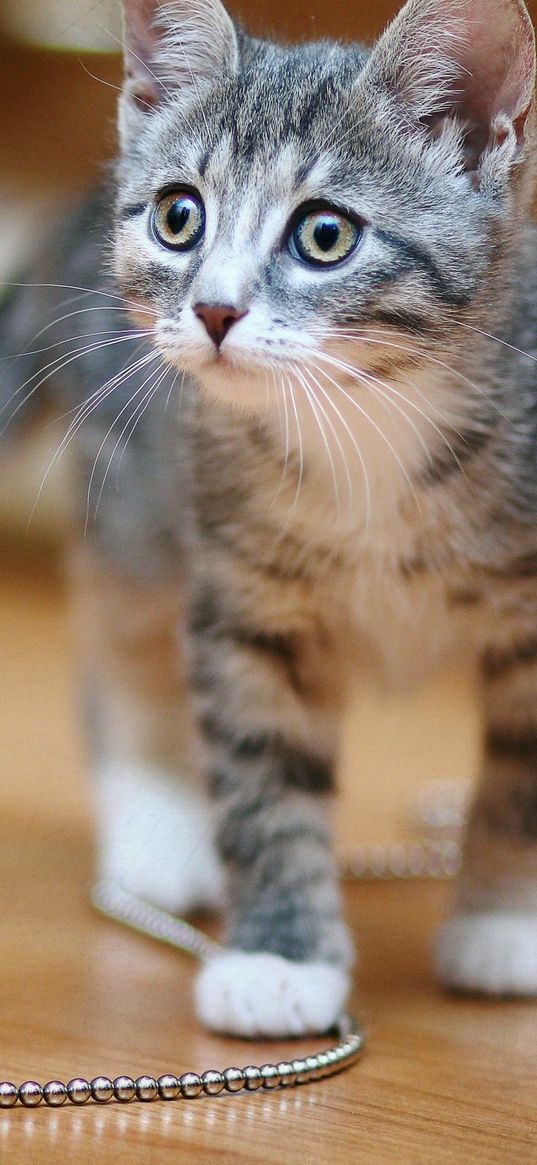 kitten, chain, spotted