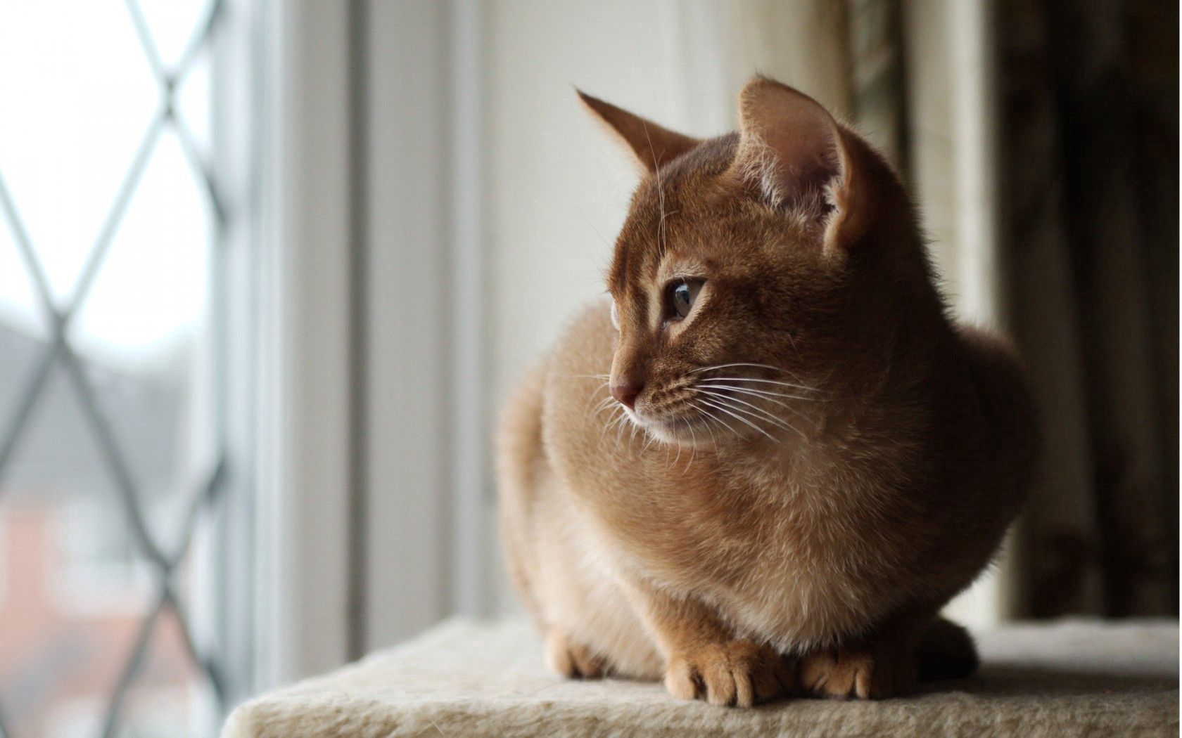 cat, is, note, window