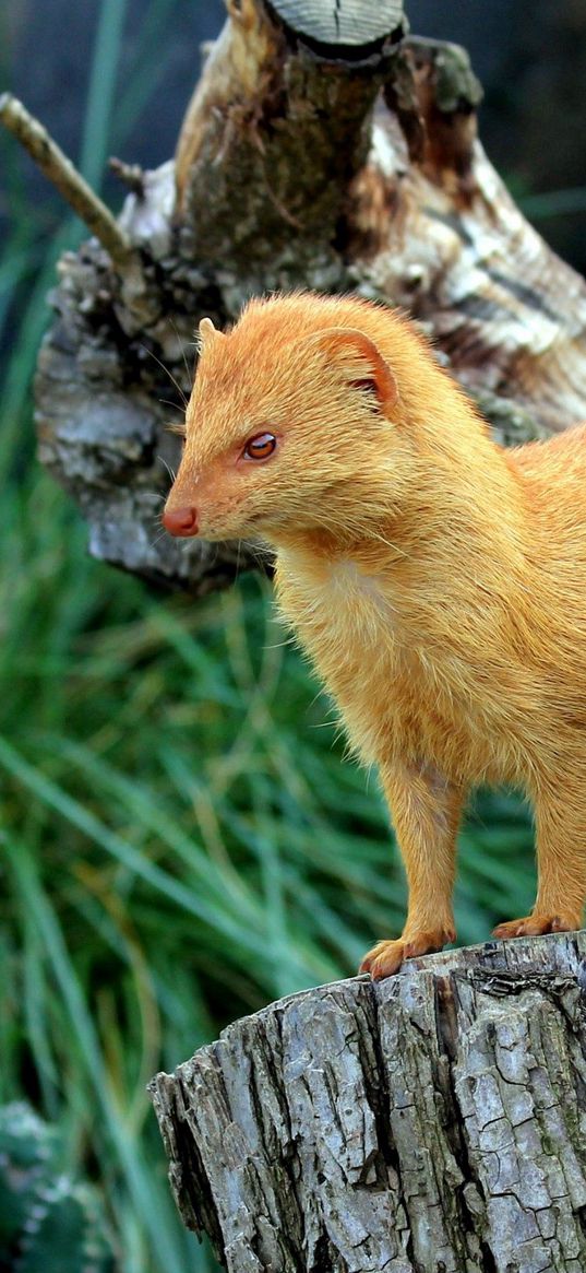 marten, golden, tree stump, nature